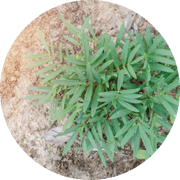 Tongkat Ali ingredient