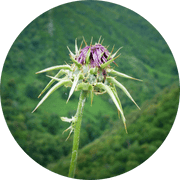 Horny Goat Weed ingredient